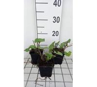 6 x Ligularia hybr. 'Little Rocket'® - Flacon doré - pot 9 x 9 cm