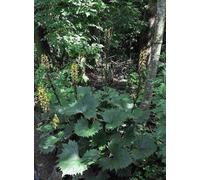 6 x Ligularia sten. 'The Rocket' - Flacon doré - pot 9 x 9 cm