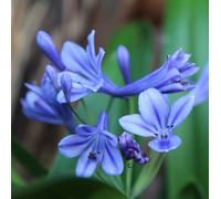 6 x Lilium 'Brillant Blue' (Agapanthe) - Agapanthe 'Brillant Blue'® | Pot de 9x9 cm