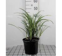6 x Liriope musc. 'Big Blue' - Bouquet de lys - pot 9 x 9 cm