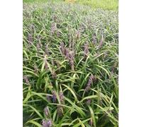 6 x Liriope musc. 'Evergreen Giant' - Bouquet de lys - pot 9 x 9 cm