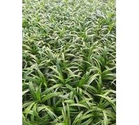 6 x Liriope musc. 'Gold Banded' - bouquet de lys - pot 9 x 9 cm