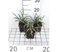6 x Liriope musc. 'Ingwersen' - Bouquet de lys - pot 9 x 9 cm