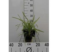 6 x Liriope musc. 'Monroe White' ('alba') - bouquet de lys - pot 9 x 9 cm