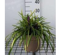 6 x Liriope musc. 'Royal Purple' - bouquet de lys - pot 9 x 9 cm