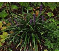 6 x Liriope muscari - Raisin de lys - pot 9 x 9 cm