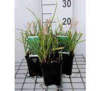 6 x Liriope spicata - Bouquet de lys - pot 9 x 9 cm