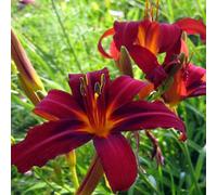 6 x Lis d'un jour, Hémérocalle 'Crimson Pirate' - Hemerocallis - Godet 9x9cm - Fleurs rouges, floraison estivale, massifs