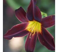 6 x lis d'un jour, hémérocalle - hemerocallis 'american revolution' - godet 9x9