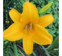 6 x lis d'un jour, hémérocalle - hemerocallis 'aten' - godet 9x9 cm