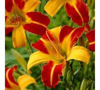 6 x lis d'un jour - hemerocallis 'frans hals' - godet 9x9 cm