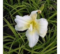 6 x lis d'un jour - hemerocallis 'gentle shepherd' - godet 9x9 cm