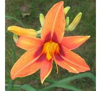 6 x lis d'un jour - hemerocallis 'rajah' - godet 9x9 cm