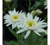 6 x Marguerite - Leucanthemum 'Christine Hagemann' | Pot 9 cm x 9 cm