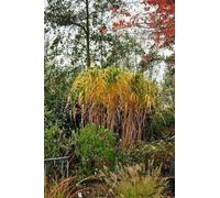 6 x Miscanthus giganteus (florid./japon.) - Herbe géante - Pot 9 x 9 cm