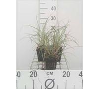 6 x Miscanthus sin. 'Adagio' - Roseau de Chine nain Adagio - Pot 9 x 9 cm