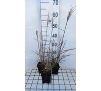 6 x Miscanthus sin. 'Aperitif' - Roseau de Chine Aperitif - Pot 9 x 9 cm