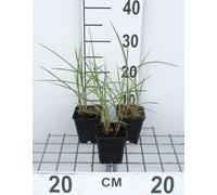 6 x Miscanthus sin. 'Flamingo' - Roseau de Chine - Pot 9 x 9 cm