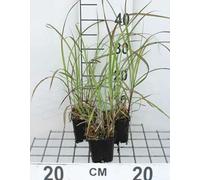 6 x Miscanthus sin. 'Graziella' - Roseau de Chine - Pot 9 x 9 cm