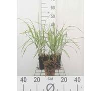 6 x Miscanthus sin. 'Hermann Müssell' - Roseau de Chine - Pot 9 x 9 cm