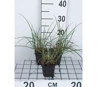 6 x Miscanthus sin. 'Kleine Silberspinne' - Roseau de Chine - Pot 9 x 9 cm
