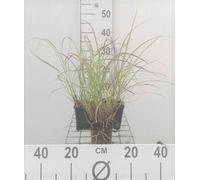 6 x Miscanthus sin. 'Krater' - Roseau de Chine - Pot 9 x 9 cm