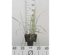 6 x Miscanthus sin. 'Malepartus' - Roseau de Chine - Pot 9 x 9 cm