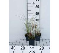 6 x Miscanthus sin. 'Morning Light' - Roseau de Chine - Pot 9 x 9 cm