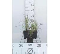 6 x Miscanthus sin. 'Purpurascens' - Roseau de Chine - Pot 9 x 9 cm