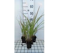 6 x Miscanthus sin. 'Silberfeder' - Roseau de Chine - Pot 9 x 9 cm