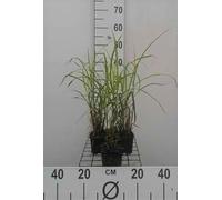 6 x Miscanthus sin. 'Strictus Dwarf' - Roseau de Chine - Pot 9 x 9 cm