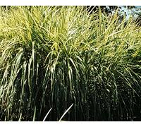 6 x Miscanthus sin. 'Variegatus' - Roseau de Chine - Pot 9 x 9 cm
