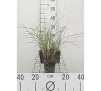 6 x Miscanthus sin. 'Yaku Jima' ('yakush. dwarf') - Roseau de Chine - Pot 9 x 9 cm