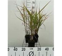 6 x Miscanthus sin. 'Zebrinus' - Roseau de Chine - Pot 9 x 9 cm
