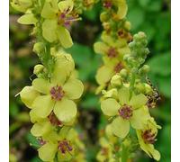 6 x molène noire - verbascum nigrum 'album' - godet 9x9 cm