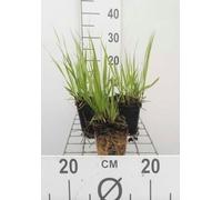6 x Molinia arund. 'Transparent' - Herbe à pipe - Pot 9 x 9 cm