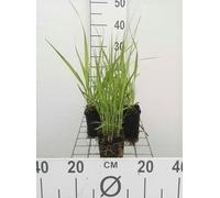 6 x Molinia arund. 'Windspiel' - Herbe à pipe - Pot 9 x 9 cm