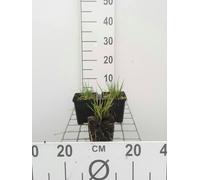 6 x Molinia caer. 'Moorhexe' - Herbe à pipe - Pot 9 x 9 cm