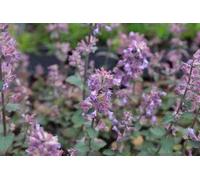 6 x Nepeta hybr. 'Cat's Pajama' - Herbe à chat - pot 9 x 9 cm