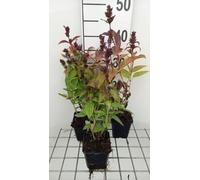 6 x Nepeta subs. 'Laufen' - Herbe à chat - Pot 9 x 9 cm