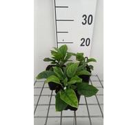 6 x Omphalodes verna 'Alba' - Omphalodes - pot 9 x 9 cm