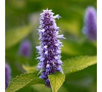 6 x Ortie ridée parfumée 'Golden Jubilee' - Agastache rugosa 'Golden Jubilée' | Pot 9cm x 9cm