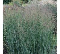 6 x panic effilé 'heavy métal' - panicum virgatum 'heavy metal' - godet 9x9 cm