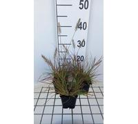 6 x Pennisetum alop. 'Burgundy Bunny' - Pissenlit - Pot 9 x 9 cm