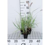 6 x Pennisetum or. 'Karley Rose'® - Pissenlit - Pot 9 x 9 cm