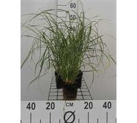 6 x Pennisetum villosum - Herbe à plumes hirsute - pot 9 x 9 cm