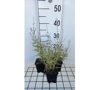 6 x Perovskia atripl. 'Blue Jean Baby'® - Rue bleue - pot 9 x 9 cm