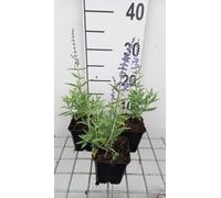 6 x Perovskia atripl. 'Lacey Blue'® ('lislitt'®) - Rue bleue - pot 9 x 9 cm