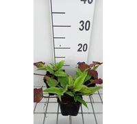 6 x Persicaria ampl. 'Alba Junior' - Renouée bougie - pot 9 x 9 cm