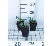 6 x Persicaria ampl. 'Amethyst Summer®' - Renouée à bougies - pot 9 x 9 cm